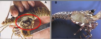 Hưng Long - Bệnh đen mang trên tôm hùm Bông (A) và tôm hùm Đỏ (B)