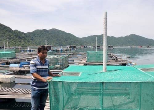 Tôm Hùm trong lồng nuôi - Ngư cụ Hưng Long