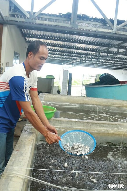 Cá chim giống đang nuôi tại bể - Ảnh: HẢI LUẬN
