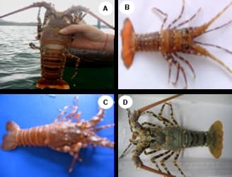 Hưng Long - Bệnh đỏ thân ở tôm hùm Bông(A), tôm hùm Đỏ (B), tôm hùm Tre (C); tôm hùm Bông khỏe (D)